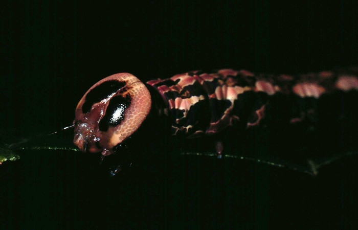 Figura 8. <i>Disphragis danala</i> (Notodontidae). En ultimo estadio, vista lateral de la cabeza. Voucher. 90-SRNP-126- DHJ12322.