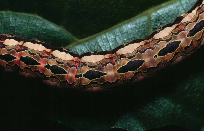 Figura 14. <i>Disphragis danala</i> (Notodontidae). En ultimo estadio, Vista dorsal, Voucher 90-SRNP-126-DHJ12323.