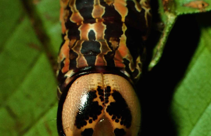 Figura 16. <i>Disphragis danala</i> (Notodontidae). En ultimo estadio, Vista frontal mostrando la larva alimentando, Voucher, 99-SRNP-1151- DHJ50551.