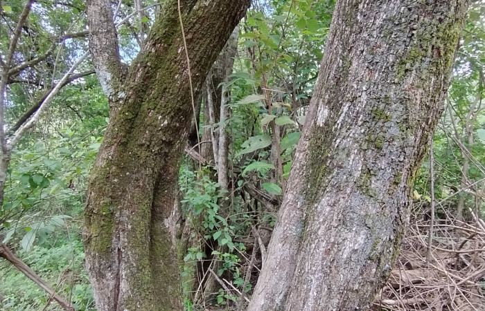 Concentración de musgos en corteza del árbol de guácimo (Guazuma ulmifolia)