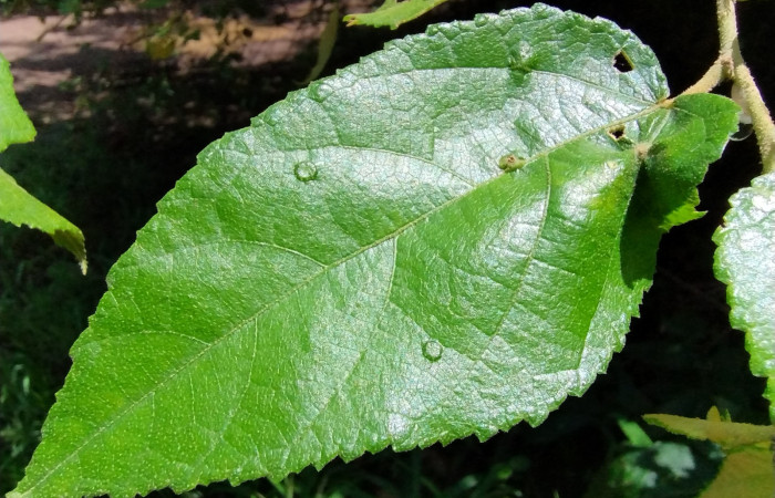 Vista principal de una hoja de guácimo (Guazuma ulmifolia), bordes aserrado