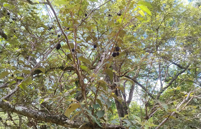 Quedan todavía unos remanentes de frutos de guácimo (Guazuma ulmifolia) en el bosque seco, en estas ramas se notan las manchas negras a la distancia
