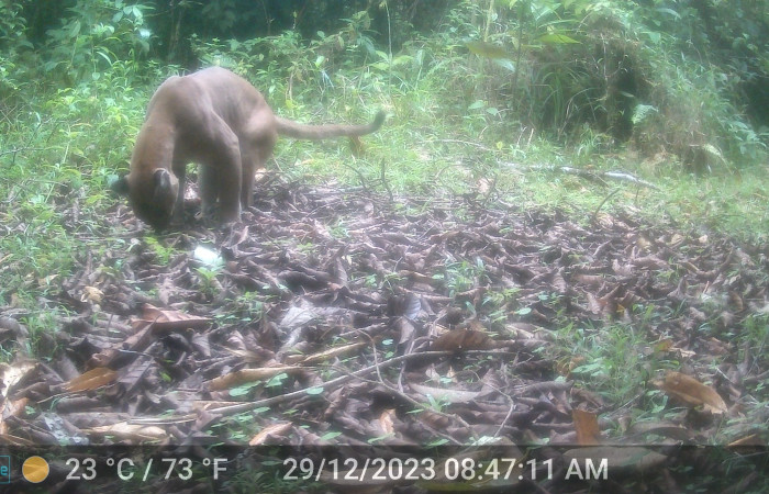 Figura 11.Puma concolor, (Felidae), Foto tomada 29 diciembre 2023, en ACG. Estacón Biológica Leiva. Sendero Cafecito, (elevación aproximada 455 msnm).