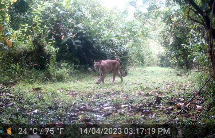 Figura 1.Puma concolor, (Felidae), Foto tomada 14 abril 2023, en ACG, Estacón Biológica Leiva. Sendero Cafecito, (elevación aproximada 455 msnm).