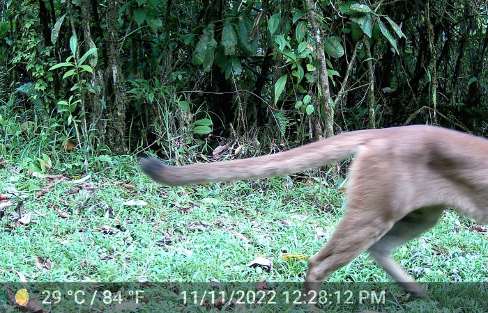 Figura 2. Cola, Puma concolor, (Felidae), Foto tomada 11 noviembre 2022, en ACG. Estacón Biológica Leiva. Sendero Cafecito, (elevación aproximada 455 msnm).