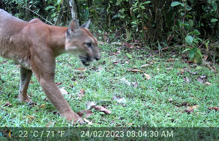 Figura 3. Cabeza, Puma concolor, (Felidae), Foto tomada 24 febrero 2023, en ACG. Estacón Biológica Leiva. Sendero Cafecito,(elevación aproximada 455 msnm).