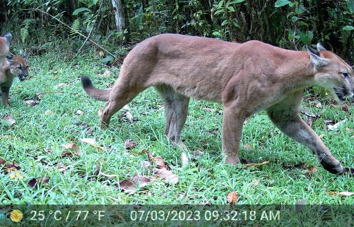 Figura 7. Puma concolor, (Felidae), hembra con sus dos cahorros. Foto tomada 7 marzo 2023, en ACG. Estacón Biológica Leiva. Sendero Cafecito, (elevación aproximada 455 msnm).