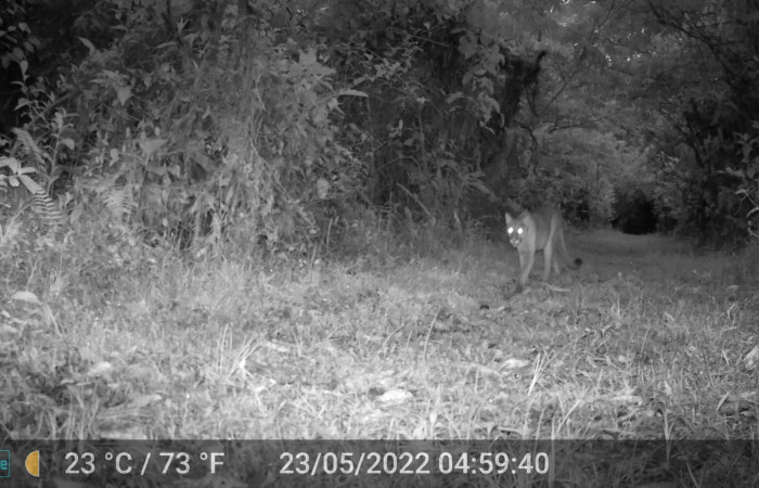 Figura 9.Puma concolor, (Felidae), Foto tomada 23 mayo 2022, en ACG. Estacón Biológica Leiva. Sendero Cafecito, (elevación aproximada 455 msnm).