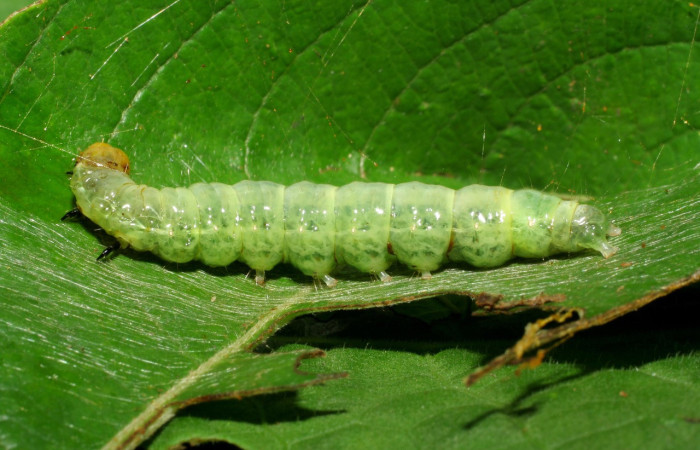 Figura 15. Larva <i>Syllepte</i> amandoDHJ02 (Crambidae) que se alimenta de hojas de <i>Casearia tremula</i> (Salicaceae), localidad Pasmompa Sector Pitilla, Area de Conservación Guanacaste (ACG) (440m). Voucher: 06-SRNP-32741-DHJ415901.jpg.
