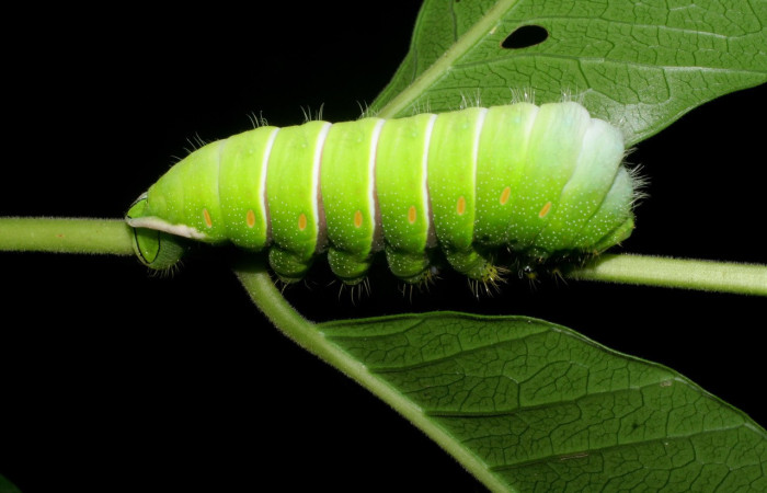 Figura 17. Larva <i>Rothschildia lebeau</i> (Saturniidae) que se alimenta de hojas de <i>Casearia tremula</i> (Salicaceae), localidad Bosque San Emilio Sector Santa Rosa, Area de Conservación Guanacaste (ACG) (300m). Voucher: 08-SRNP-14181-DHJ438042.jpg.