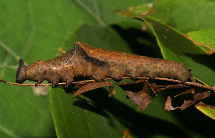 Figura 21. Larva <i>Siderone galanthis</i> (Nymphalidae) que se alimenta de hojas de <i>Casearia tremula</i> (Salicaceae), localidad Pasmompa Sector Pitilla, Area de Conservación Guanacaste (ACG) (440m). Voucher: 12-SRNP-30133-DHJ485065.jpg.