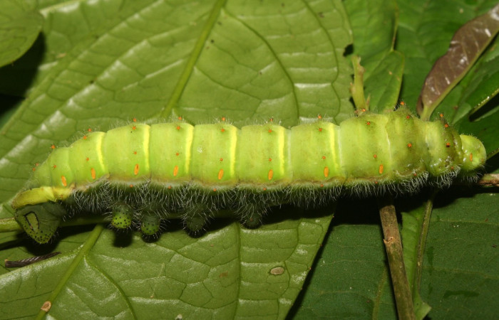 Figura 19. Larva <i>Rothschildia triloba</i> (Saturniidae) que se alimenta de hojas de <i>Casearia tremula</i> (Salicaceae), localidad Quebradona Estación Biológica Quica Sector Pitilla, Area de Conservación Guanacaste (ACG) (470m). Voucher: 13-SRNP-71021-DHJ702763.jpg.