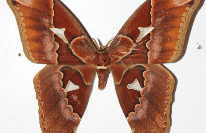 Figura 20. Adulto de <i>Rothschildia triloba</i> (Saturniidae), vista dorsal, localidad Estación Biológica Quica Sector Pitilla, Area de Conservación Guanacaste (ACG) (470m). Voucher: 17-SRNP-71949-DHJ940054.jpg.