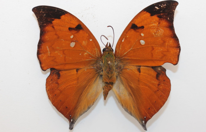 Figura 24. Adulto de <i>Zaretis crawfordhilli</i> (Nymphalidae), vista dorsal, localidad Jacobo Sector Rincon Rain Forest, Area de Conservación Guanacaste (ACG) (461m). Voucher: 19-SRNP-81370-DHJ962122.jpg.