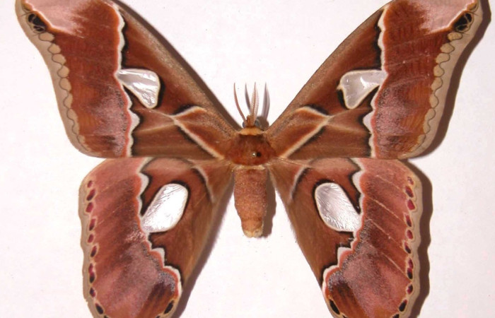 Figura 18. Adulto de <i>Rothschildia lebeau</i> (Saturniidae), vista dorsal, localidad Bosque Húmedo Sector Santa Rosa, Area de Conservación Guanacaste (ACG) (290m). Voucher: 83-SRNP-1136-DHJ37066.jpg.
