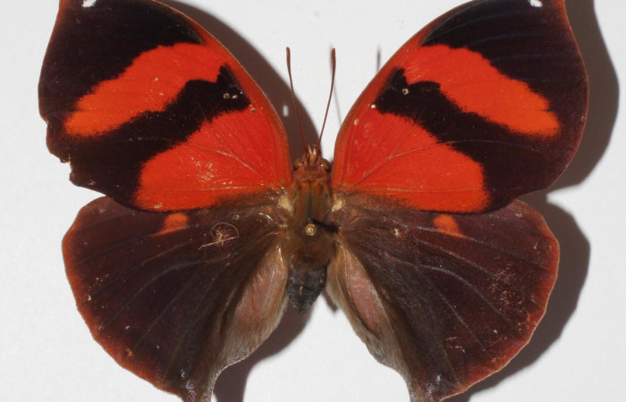 Figura 22. Adulto de <i>Siderone galanthis</i> (Nymphalidae), vista dorsal, localidad Cafetal Sector Santa Rosa, Area de Conservación Guanacaste (ACG) (280m). Voucher: 92-SRNP-6110-DHJ900022.jpg.