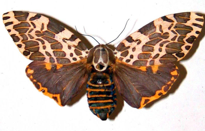 Figura. 11 Adulto <i>Hypercompe laeta</i>, (Erebidae), posición vista dorsal
entero. (98-SRNP-6957-DHJ38376).