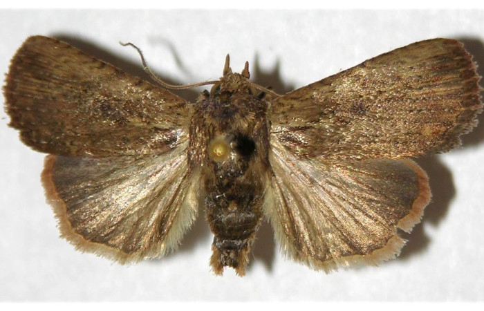 Figura. 13 Adulto <i>Hypercompe laeta</i>, (Erebidae), posición vista dorsal
entero. (02-SRNP-23888-DHJ320876.