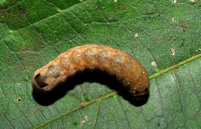 Figura. 14 Larva <i>Spodoptera latifascia</i>, (Noctuidae), posición dorsal entero
alimentándose en <i>Zexmenia virgulta</i>, (Asteraceae). (06-SRNP-30705-DHJ412332.jpg).