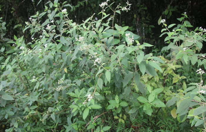 Figura. 1 Habitad, <i>Zexmenia virgulta</i>, (Asteraceae). Area de Conservación Guanacaste. Sector Rincón
Rain Forest. Selva, (elevación 410 metros), colectada  el 14 de Agosto  2024. Foto, Jorge Hernández.