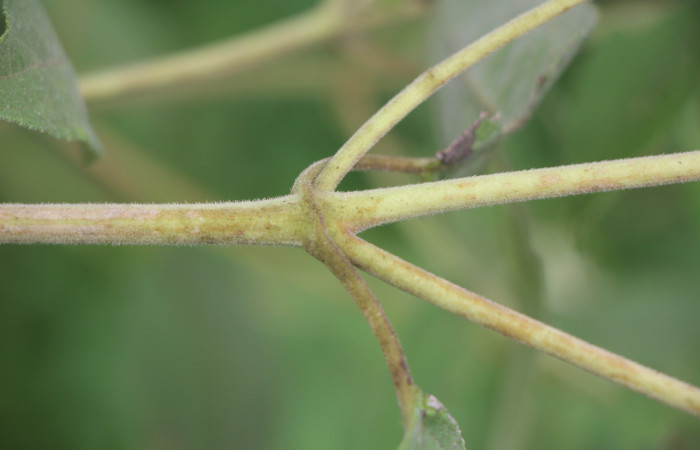 Figura. 4 posición de hojas , <i>Zexmenia virgulta</i>, (Asteraceae). Area de Conservación Guanacaste. Sector Rincón
Rain Forest. Selva, (elevación 410 metros), colectada  el 14 de Agosto  2024. Foto, Jorge Hernández.