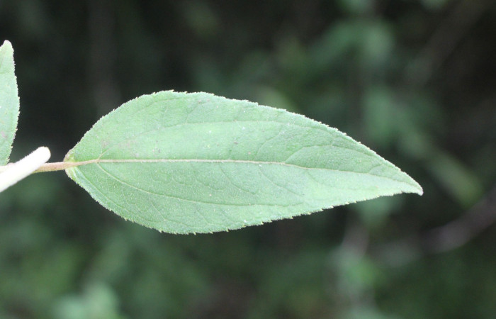 Figura. 5 Haz, <i>Zexmenia virgulta</i>, (Asteraceae). Area de Conservación Guanacaste. Sector Rincón
Rain Forest. Selva, (elevación 410 metros), colectada  el 14 de Agosto  2024. Foto, Jorge Hernández.