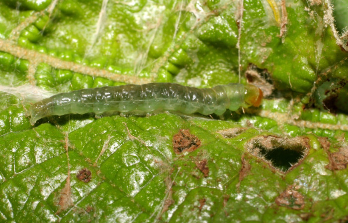 Fig. 1. Vista lateral de larva de <i>Megalota crassana</i> (Tortricidae). Voucher: 07-SRNP-65042-DHJ429248.jpg