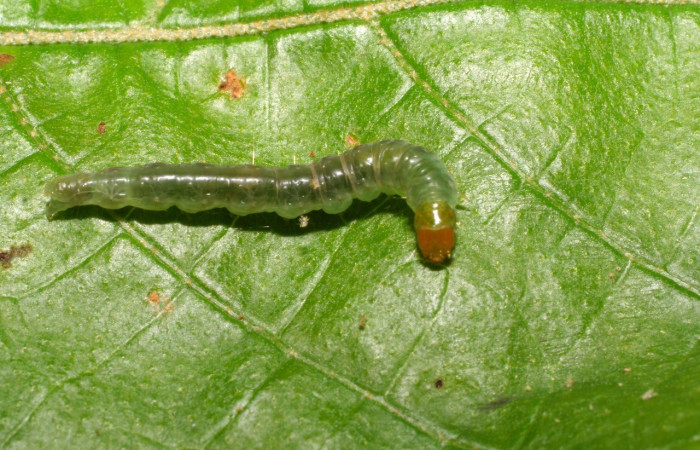Fig. 2. Larva de <i>Megalota crassana</i> (Tortricidae), vista dorsal, aquí se nota la coloración de la cabeza, y su cuerpo. Voucher: 07-SRNP-65042-DHJ429252.jpg