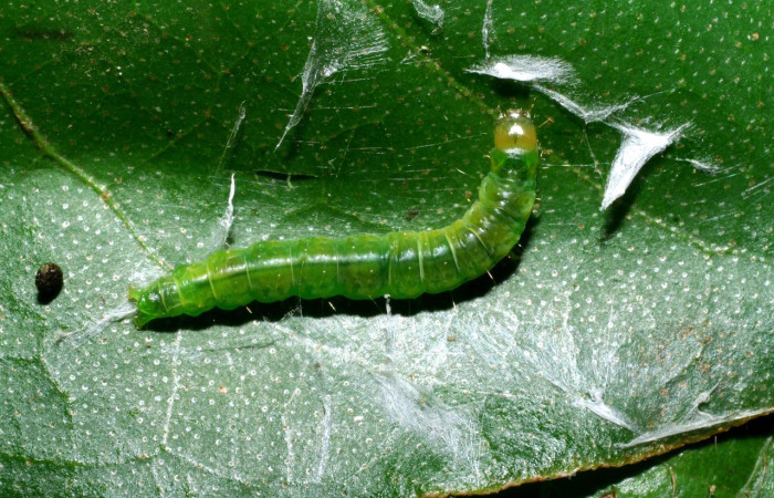 Fig. 6. Larva de <i>Megalota longisetana</i> (Tortricidae), tiene pelitos muy pocos, su cabeza es amarilla. Planta hospedera <i>Croton schiedeanus</i> (Euphorbiaceae). Voucher: 08-SRNP-35889-DHJ441410.jpg
