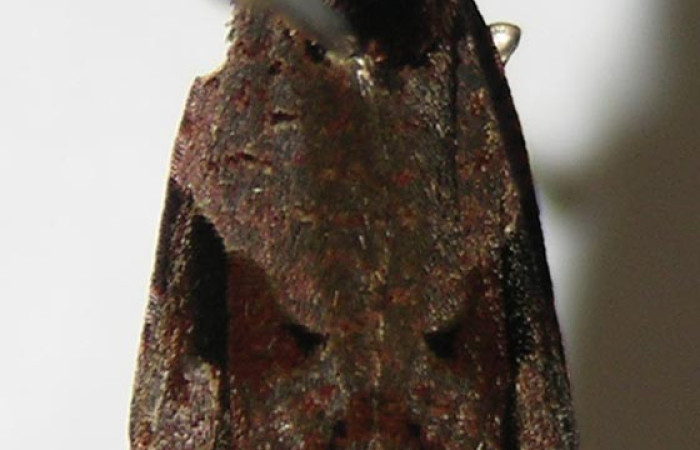 Fig. 13. Vista dorsal de <i>Megalota longisetana</i> en posición de reposo. Voucher: 08-SRNP-35893-DHJ502768.