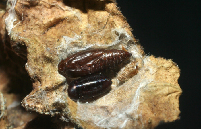 Fig. 9. Exuvia de parásito <i>Cyzenis</i> Wood02, Tachinidae (mosca), en pupa de <i>Megalota crassana</i> (Tortricidae). Voucher: 08-SRNP-41141-DHJ453491.jpg