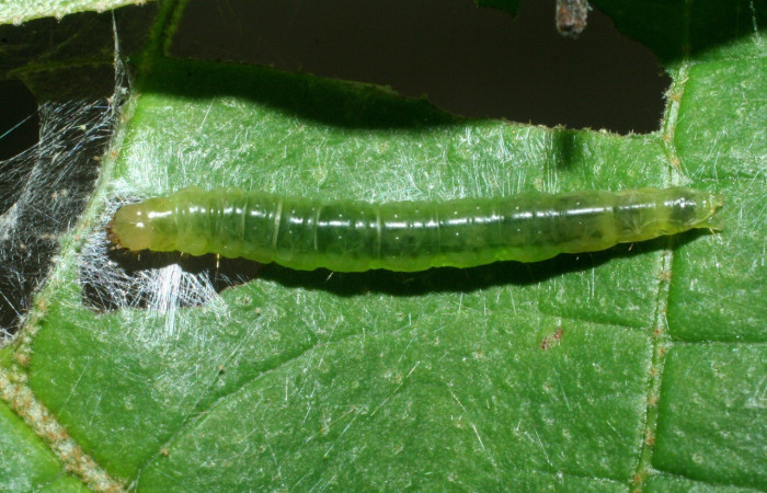 Fig. 8. Vista dorsal de larva <i>Megalota ochreoapex</i> (Tortricidae). Aquí la cabeza es casi como el color de su cuerpo. Voucher: 09-SRNP-42163-DHJ464813.jpg