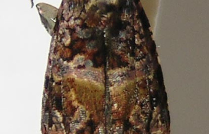 Fig. 14. Vista de dorsal en reposo de <i>Megalota spinulosa</i>. Voucher: 10-SRNP-3534-DHJ533093