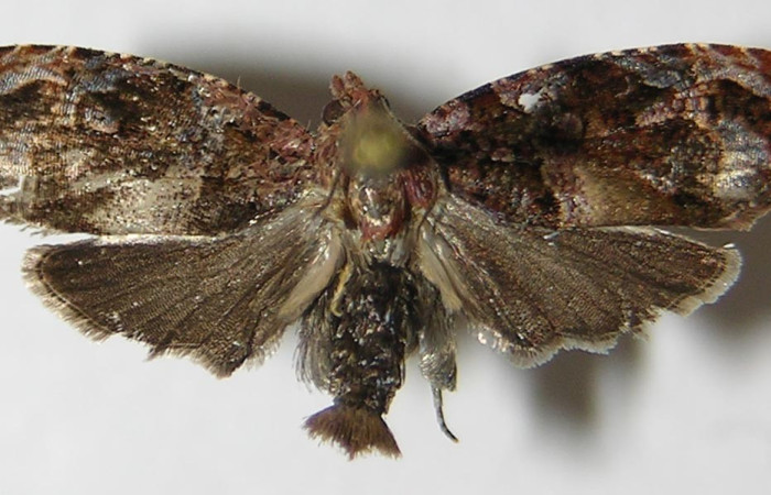 Fig. 11. Vista dorsal de adulto de <i>Megalota crassana</i>. Voucher: 10-SRNP-40970-DHJ528328.