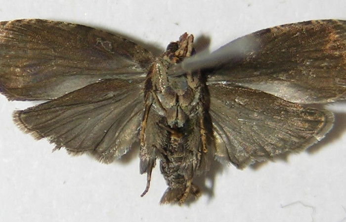 Fig.12. Vista ventral de <i>Megalota crassana</i>. Voucher: 10-SRNP-40970-DHJ528329.