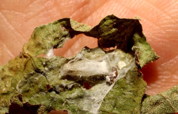 Fig. 10. Capullo de parásito Braconidae, <i>Hypomicrogaster</i> Janzen05 (avispa), salido de la larva de <i>Megalota crassana</i>, (Tortricidae). Voucher: 10-SRNP-41260-DHJ496425.jpg