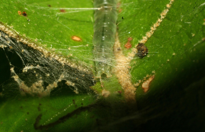Fig. 7. Vista de la parte dorsal de la larva de <i>Megalota crassana</i> (Tortricidae). Voucher: 11-SRNP-30187-DHJ481490.jpg
