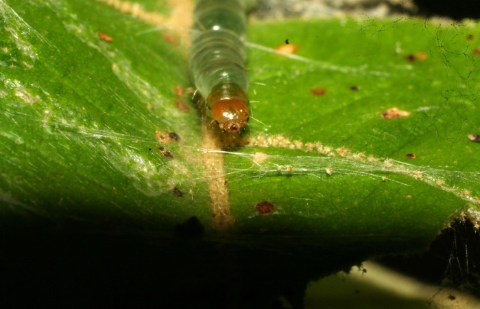Fig. 4. Vista de la cabeza de <i>Megalota crassana</i> (Tortricidae) Voucher: 11-SRNP-30187-DHJ481494.jpg.