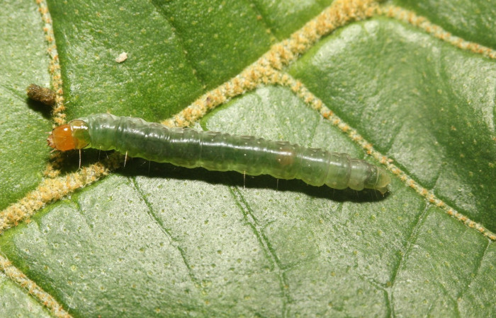 Fig. 3. Larva de <i>Megalota crassana</i> (Tortricidae), vista dorsal.. En su planta hospedera, <i>Croton billbergianus</i>,(Euphorbiaceae). Voucher: 17-SRNP-27231-DHJ731327.jpg