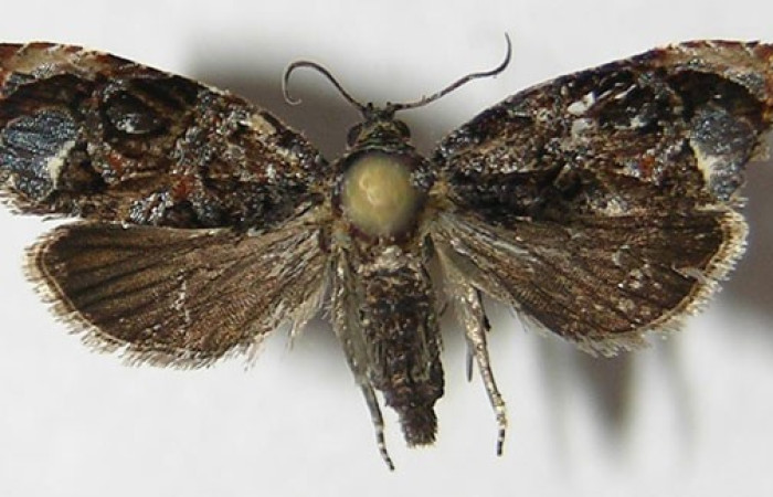 Fig. 15. Vista dorsal de <i>Megalota ochreoapex</i>. Voucher: 09-SRNP-43250-DHJ526278.