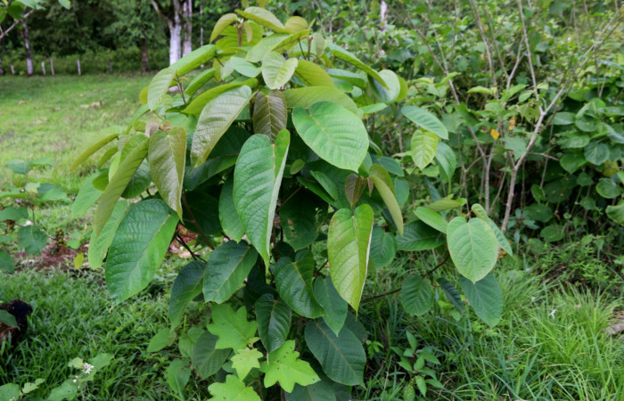 Fig. 16. Planta hospedera de <i>Megalota crassana</i>, <i>Croton billbergianus</i> (Euphorbiaceae). Foto tomada por Minor Carmona. En Estación Biológica Wege.