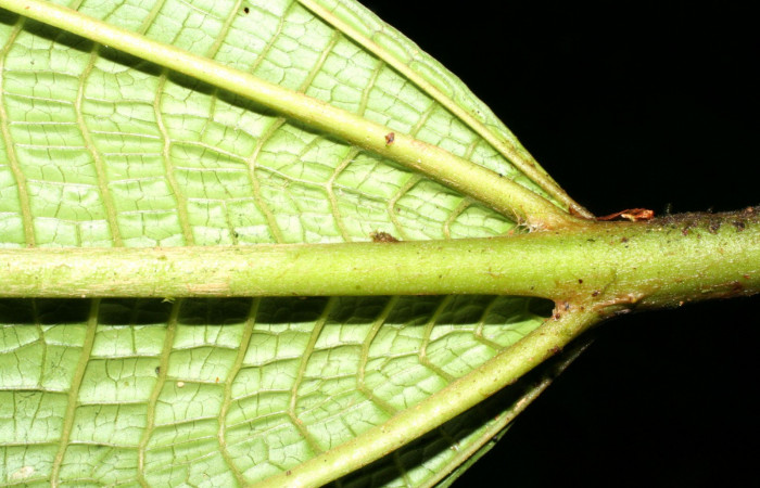 Base de hoja parte del haz .<i>Miconia macrophylla</i>