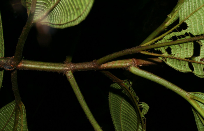 Coloración tallos y peciolos  <i>Miconia macrophylla</i>