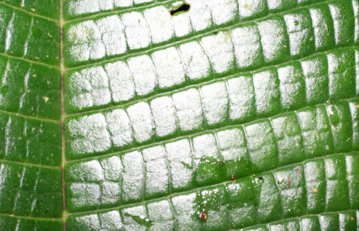 Lámina haz hoja  <i>Miconia macrophylla</i>