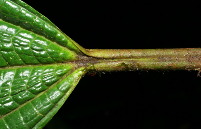 Peciolo de vista por el énves <i>Miconia macrophylla</i>