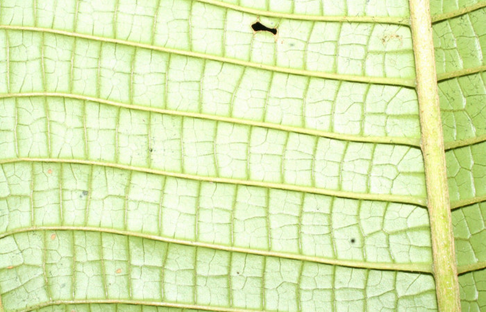 Relieve envés  <i>Miconia macrophylla</i>