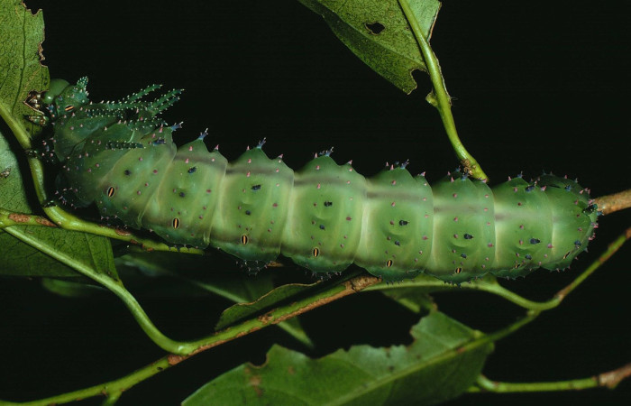Figura 10. Larva <i>Eacles janzeni</i> (Saturniidae), color verde con una línea café en los laterales, posición dorsal, último estadio, mide 90 mm aproximadamente. Planta hospedera <i>Prunus annularisi</i> (Arecaceae). Voucher: 89-SRNP-892-DHJ29036.jpg.