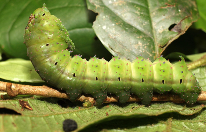 Figura 14. Larva <i>Eacles janzeni</i> (Saturniidae), color verde con una línea café en los laterales, posición lateral, último estadio, mide 90 mm aproximadamente. Planta hospedera <i>Prunus annularisi</i> (Arecaceae). Voucher: 18-SRNP-35557-DHJ769090.jpg.