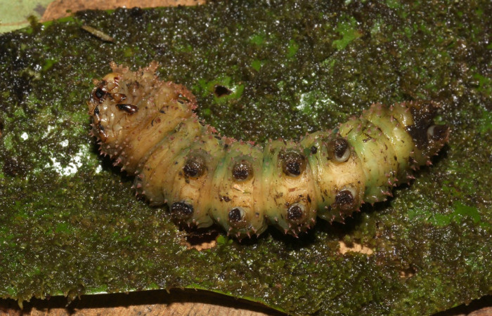Figura 17. Larva en prepupa <i>Eacles janzeni</i> (Saturniidae), color crema, posición patas para arriba, mide 73 mm aproximadamente. Planta hospedera <i>Panopsis costaricensis</i> (Arecaceae). Voucher: 17-SRNP-32314-DHJ740635.jpg.