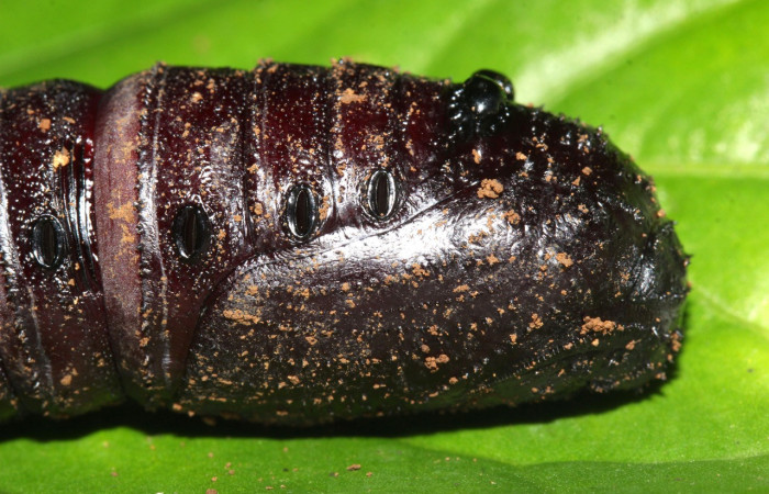 Figura 20. Pupa <i>Eacles janzeni</i> (Saturniidae), color café, posición dorsal frontal, mide 54 mm aproximadamente. Planta hospedera <i>Panopsis costaricensis</i> (Arecaceae). Voucher: 17-SRNP-32314-DHJ740686.